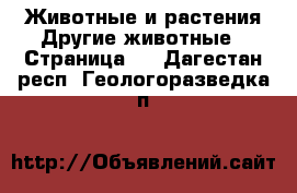 Животные и растения Другие животные - Страница 3 . Дагестан респ.,Геологоразведка п.